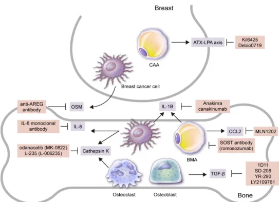 Figure 2. Candidates for targeted treatment of breast cancer bone metastasis through inhibition of  adipokines  and  adipocytes