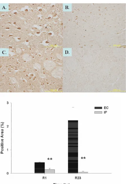 Figure 8. Immunohistochemistry of nNOS in ischemic injured rat brain. (A. EC cortex B