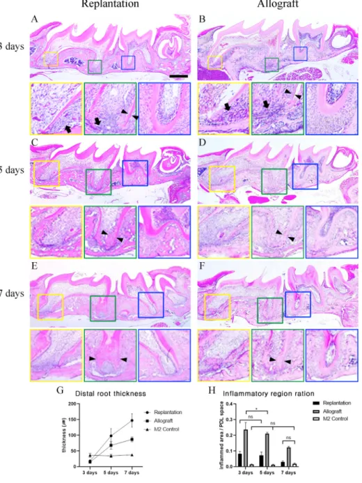 Fig.  1. Comparison  of  histology  between  molars 