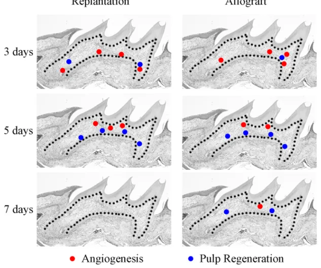 Fig. 4. Angiogenesis and pulp healing patterns between tooth replantation and allograft