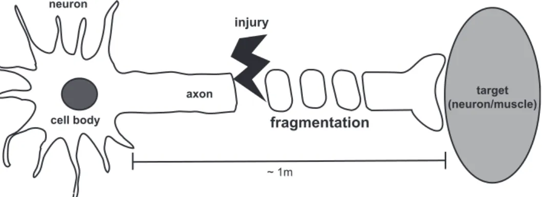 Figure 1. Wallerian degeneration. Neurons are connected to each other or their  targets  by  their  processes,  especially  axons