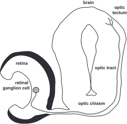 Figure  3.  Experimental  model:  Xenopus  tropicalis  retinotectal  pathway.  Axons from retinal ganglion cell grow to the brain, cross the optic chiasm, and  reach to the optic tectum