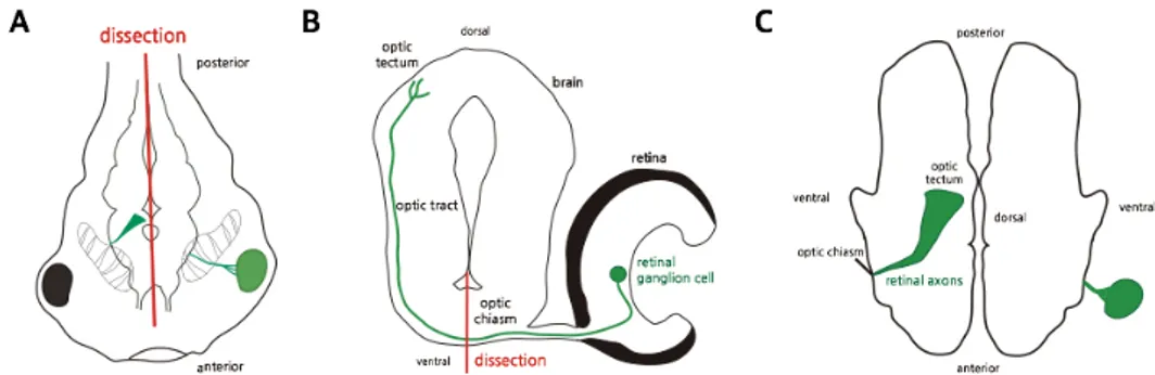 Figure 5. Open book preparation of Xenopus brain. (A) Tadpole at stage 45  are  presented,  and  green  line  indicates  EGFP-expressing  neuron
