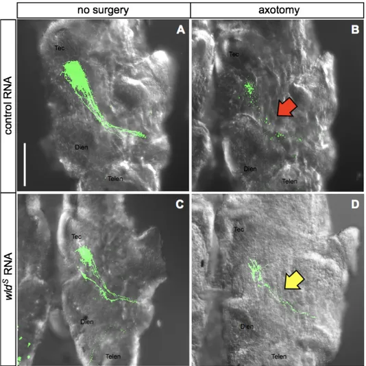 Figure  9.  Effect  of  wld S   in  Xenopus  in  vivo.  (A)  Control  group  axons  expressing EGFP show in green and are intact