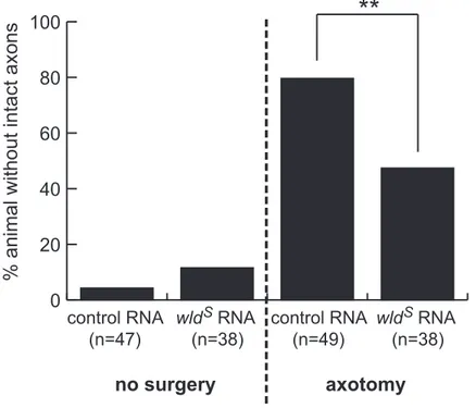 Figure 10. Quantification of wld S  effect. Non-surgery groups show continuous  axons in both control and wld s  group