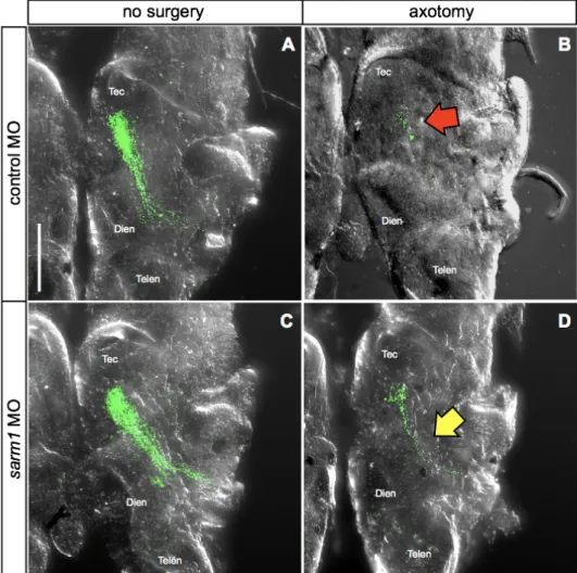 Figure 12. Effect of sarm1 on Wallerian degeneration of retinal axons in vivo .  (A)  Control  axons  showed  continuous  structure  from  optic  chiasm  to  optic  tectum