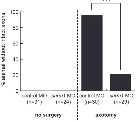 Figure 13. Quantification of sarm1 knockdown effect. All non-surgery xons in  control and sarm1 knockdown are intact