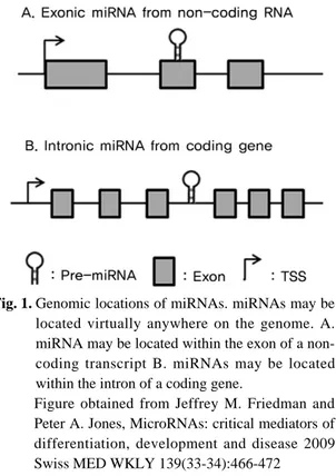 Fig. 1. Genomic locations of miRNAs. miRNAs may be
