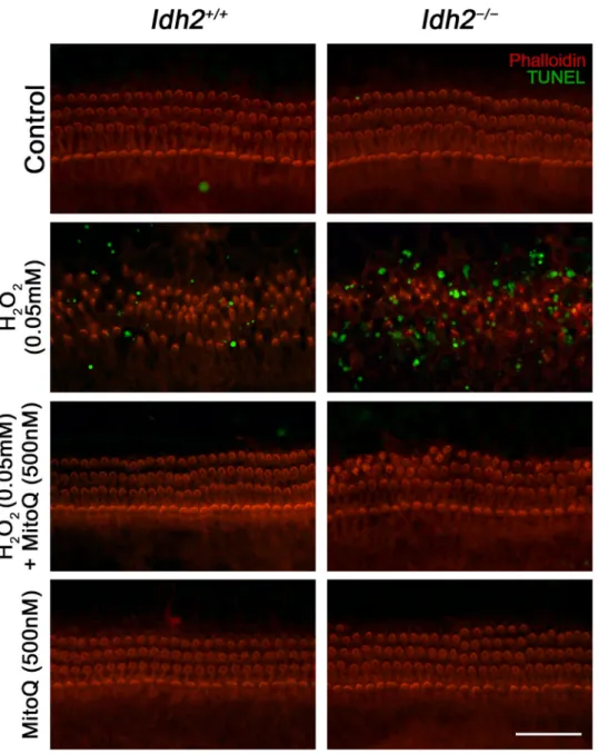 Fig. 8. Inhibition of apoptosis by MitoQ in H 2 O 2 -treated cochlear hair cells. Apoptotic cell death were determined by a TUNEL assay in cochlear explants of