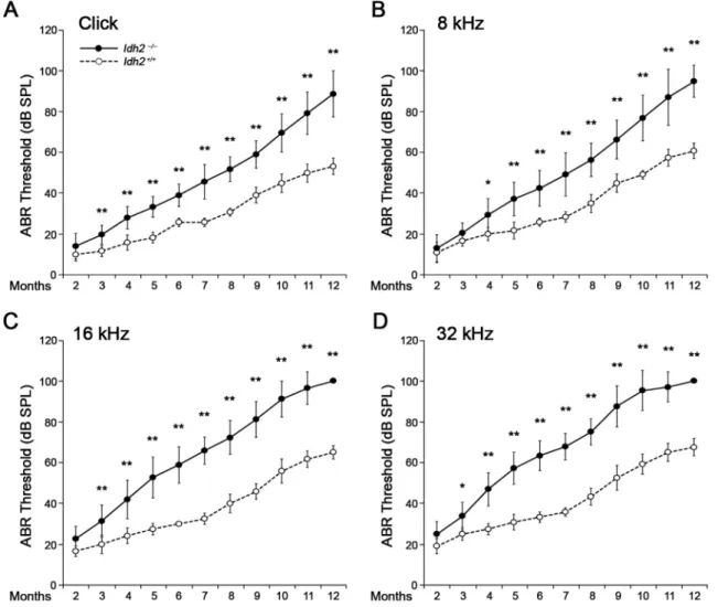 Fig. 1. ABR hearing thresholds of the Idh2 +/+ and Idh2 −/− mice as a function of age