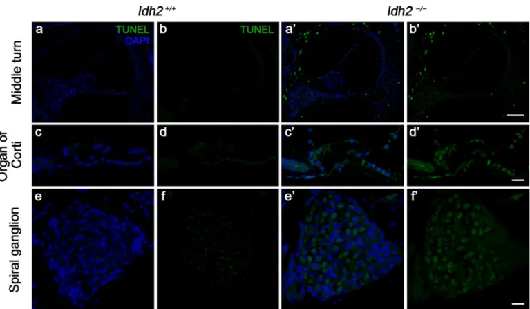 Fig. 3. Detection of apoptotic cell death by TUNEL assay in the cochlea from Idh2 +/+ and Idh2 −/− mice