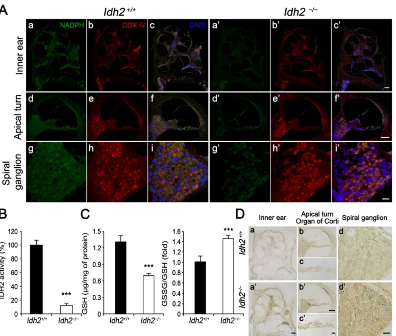 Fig. 4. Redox status and oxidative damage observed in the inner ear of Idh2 −/− mice. Intracellular levels of NADPH and ROS accumulation were compared between Idh2 +/+ and Idh2 −/− mouse cochlea by immunoﬂuorescence and DAB staining at 10 months of age