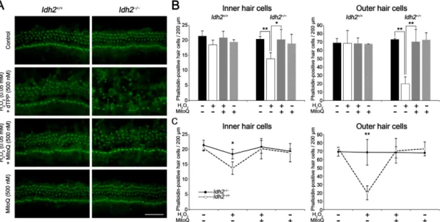 Fig. 5. Evaluation of protective e ﬀect of MitoQ on H 2 O 2 -induced ototoxicity in Idh2 +/+ and Idh2 −/− cochlear explants