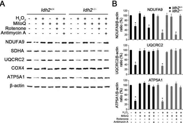 Fig. 7. Decreased expression levels of mitochondrial respiratory chain complexes in H 2 O 2 -treated cochlear explants