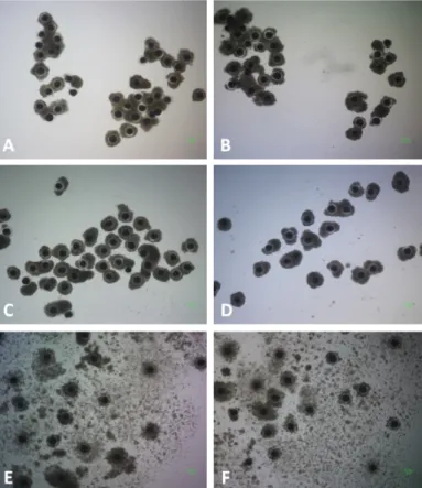Fig. 1. Morphology of cumulus-oocyte complexes (COCs) matured for 44 h in a chemically defined maturation medium (A-D) that was  supplemented with 1.5 mM fructose (A), 3.0 mM fructose (B), 5.5 mM fructose (C), and 5.5 mM glucose (D) or in a maturation medi
