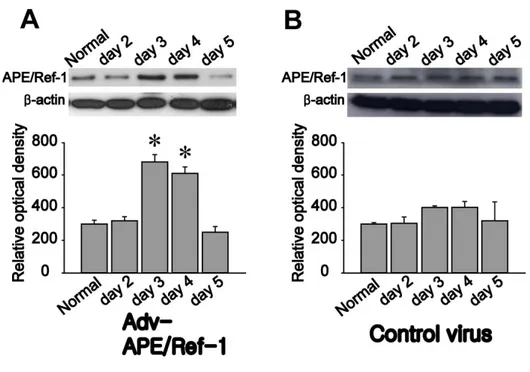 Figure 4. Temporal profiles of APE/Ref-1 levels after transfection of an 