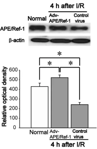 Figure 5. Western blot analysis of APE/Ref-1 4 hours after focal cerebral I/R 