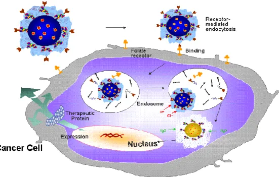 Figure 1. Receptor Endocytosis Cycle