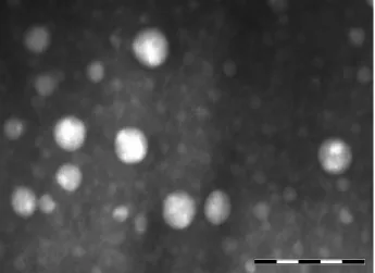 Figure 5.    TEM image of (a)a-PLGA and (b) PLGA-PEI nanoparticles 