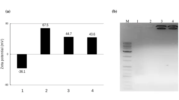 Figure  7.  Zeta  potential  values  and  gel  retardation  assay  of  core-shell  nanoparticles