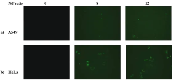 Figure 10.    Fluorescence microscope visualization of GFP expression according  to N/P ratio in (a) A549 and (b) HeLa cells 