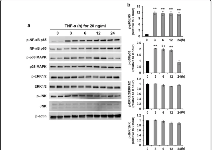 Fig. 2 Induction of signaling pathways by TNF- α. a Cell lysates were analyzed by western blotting for p-NF-κB p65, phosphorylated MAPK signaling proteins (p-p38 MAPK, p-ERK1/2, and p-JNK), total NF- κB p65, and total MAPK (p38 MAPK, ERK1/2, and JNK) after