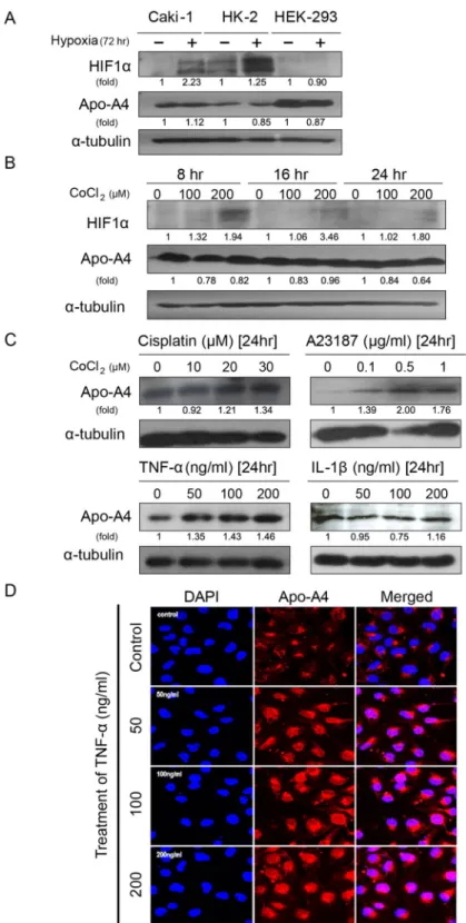 Figure 2.  Effect of renal injury model expressed apo-A4 in kidney cell lines. (A) Hypoxic cell injury;  HIF-1α and apo-A4 expression in Caki-1, HK-2, and HEK-293 cells exposed to hypoxia for 72 h