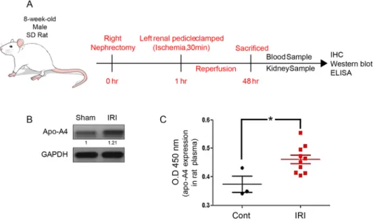 Figure 3.  Inflammatory AKI induced by TNF-α increased apo-A4 expression in vivo. (A) Graphical  presentation of in vivo experiment method with male SD rat