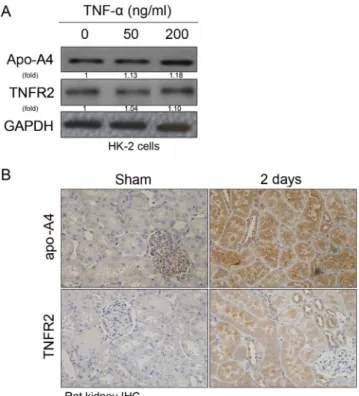 Figure 4.  Inflammatory AKI induced by TNF-α increased apo-A4 expression via TNFR2. (A) HK-2 cells were  treated with different concentrations of TNF-α (0, 50, and 200 ng/ml) for 24 h
