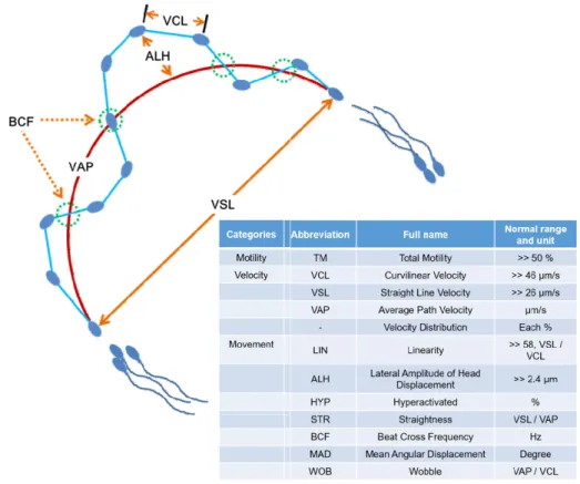 Figure 1 Terminology of semen parameters by computer-assisted sperm analysis (CASA) system