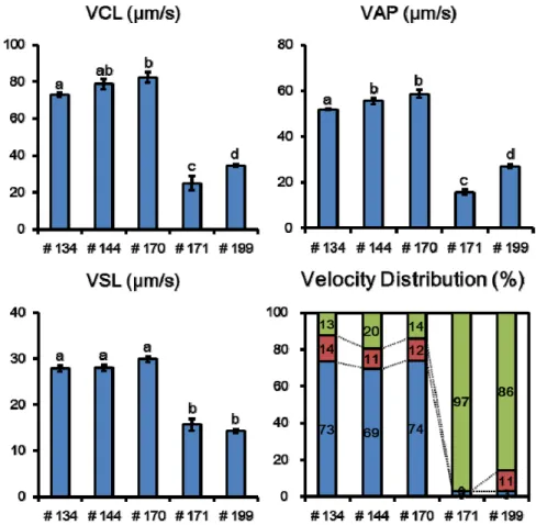 Figure 3 Analysis of velocity-related sperm parameters in individual GalT -/-  transgenic boars
