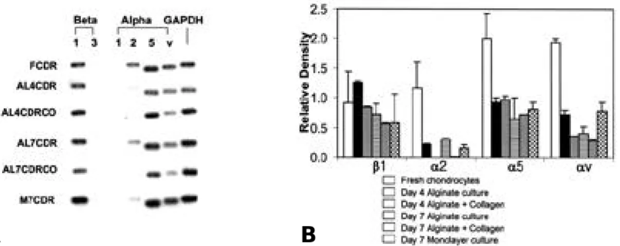 Fig. 1. Results of Semiquantitative RT-PCR of integrin expression in bovine articular chondrocytes