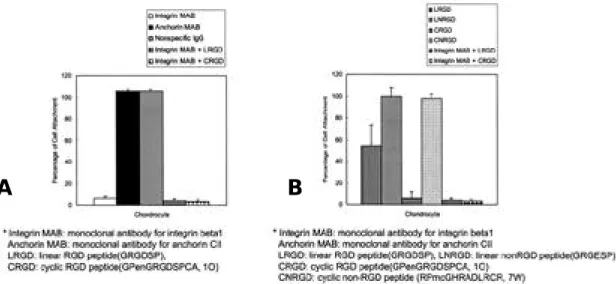 Fig. 2. Effects of collagen receptor blocking on chondrocyte attachment to type II collagen
