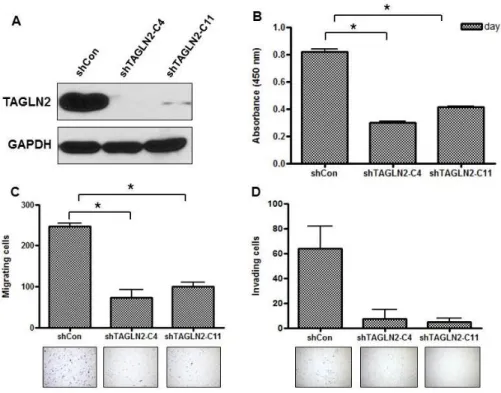 Figure 1. Effect of TAGLN2 knockdown on cell proliferation, migration,  and  invasion  of  SNU-1196  cells