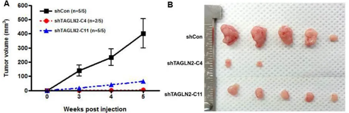 Figure 3. Anti-proliferative effects of TAGLN2 suppression in BTC cells  in a xenograft model