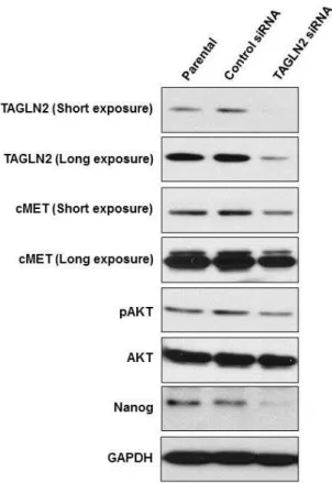 Figure  6.  Expression  of  CSC-related  markers  on  siTAGLN2  transfected  SNU-308  cells