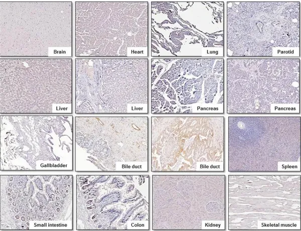 Figure 7. Illustrations of IHC with the anti-TAGLN2 polyclonal antibody  on multiple normal human organ tissues
