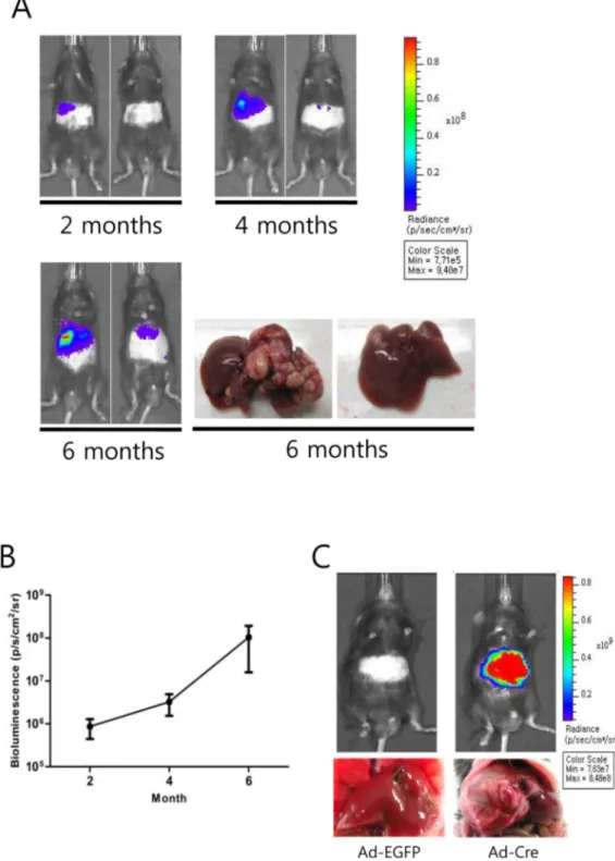 Figure 2 | Repeated bioluminescence imaging of the 2PLEASE mice. (A) Pseudocolor images of tumor growth in the liver of 2PLEASE mice
