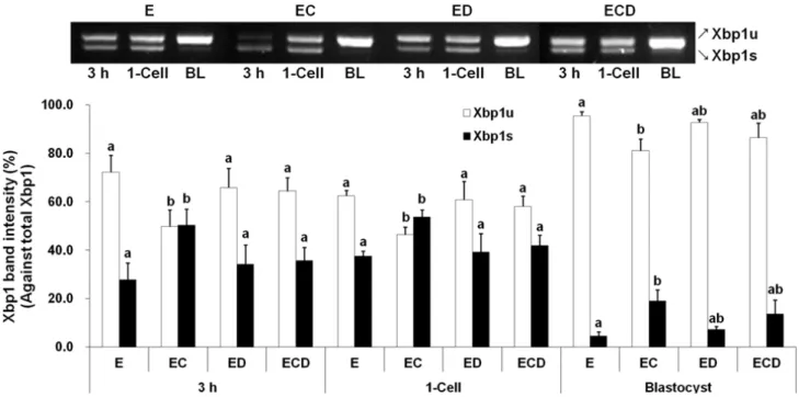 Fig. 1. Xbp1 mRNA expression in porcine parthenogenetic embryos. Spliced Xbp1(Xbp1s) and unspliced Xbp1 (Xbp1u) mRNAs were  detected by RT-PCR at 3 h after electric stimulation and the 1-cell and blastocyst stages, and band intensity was measured  densitom