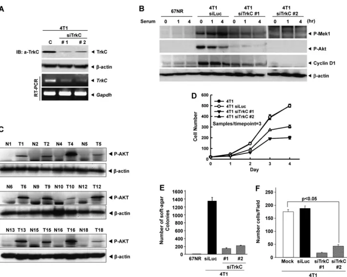 Fig. 2. Suppression of TrkC expression by stable TrkC-siRNA reduces cell proliferation and colony formation