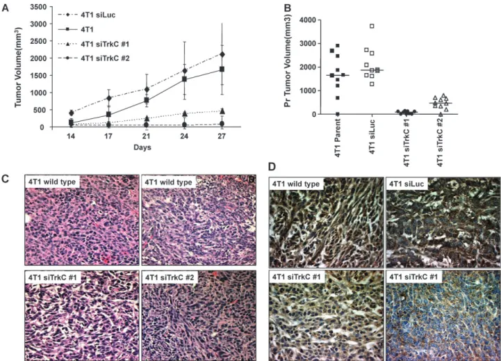 Fig. 4. Suppression of TrkC expression slows primary tumor growth of 4T1 cells in the mammary gland