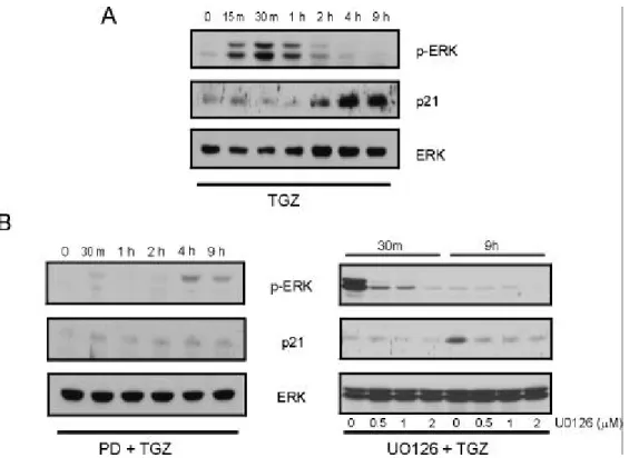 Figure  2.  Transient activation of ERKs and induction of p21 Cip/WAF1   by TGZ.   