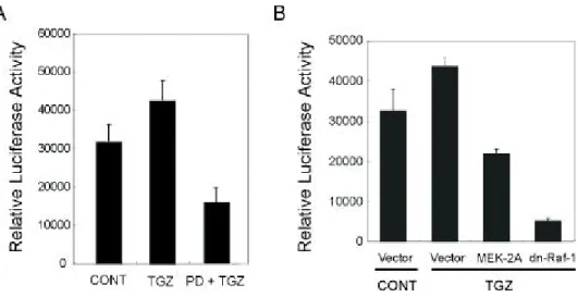 Figure 4. The activation of transcription factor through ERK pathway.   