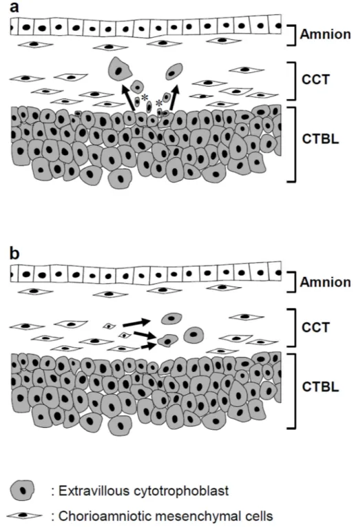 Figure 6. Schematic illustrations of the potential histogenesis (arrows) of TICCT a. Extravillous cytotrophoblasts sitting on the basal lamina migrate into the chorionic connective tissues