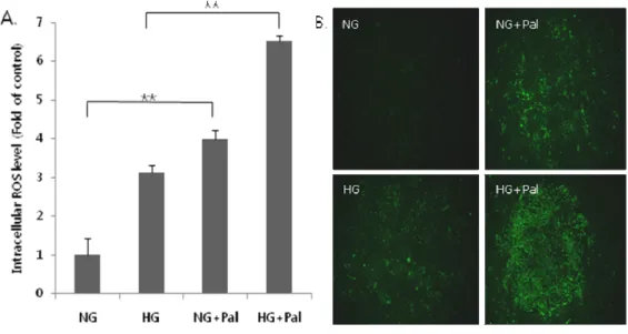 Fig 2. Glucolipotoxicity increases ROS content in cardiomyocytes. Total ROS 