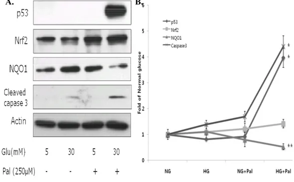 Fig 3. Glucolipotoxicity differentially affects expression of p53, Nrf2, and NQO1  proteins, and cleaved caspase-3 levels