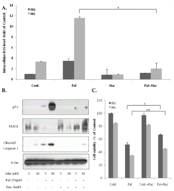 Fig 7. NAC decreases glucolipotoxicity-induced p53 expression and normalizes  NQO1 levels