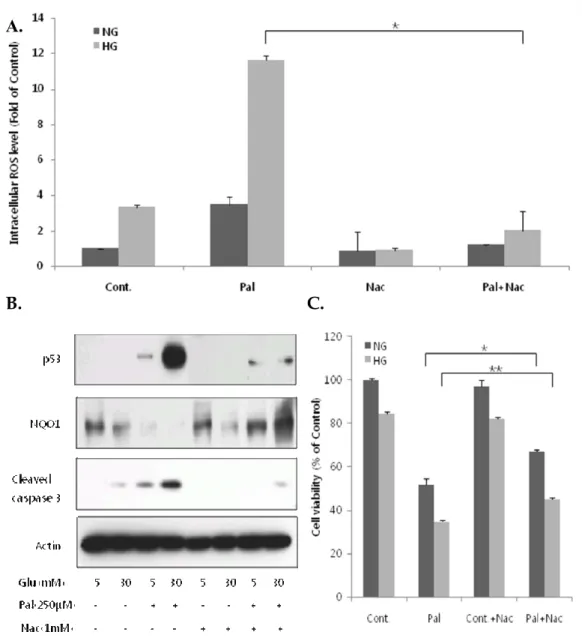 Fig 7. NAC decreases glucolipotoxicity-induced p53 expression and normalizes  NQO1 levels