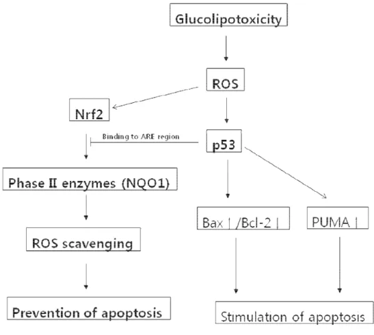 Fig 8. Model of p53-dependent apoptosis in H9c2 cells via inhibition of the anti- anti-apoptotic Nrf2-NQO1 pathway