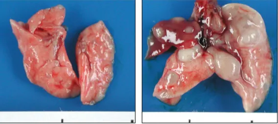 Fig.  1.  Gross  findings  of  the  mouse  lungs  at  9  weeks  (left)  and  41  weeks  (right)  after  urethane  administration  (1  mg/g  i.p.)